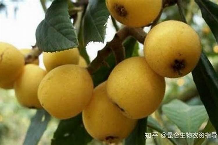 怎样能让枇杷的果又大又甜？枇杷增甜施肥哪种叶面肥效果好