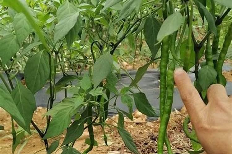 种菜用什么复合肥比较好 速效复合肥怎样给蔬菜施肥