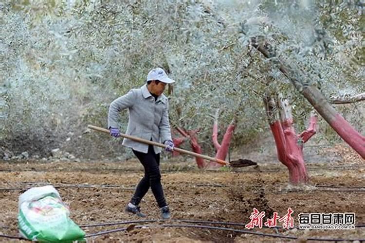 叶面肥什么时候喷洒效果好