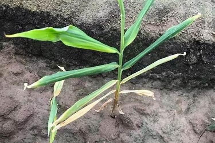 种植生姜发现叶片发黄怎么办