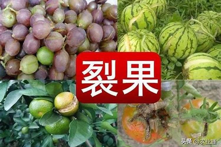 梨树裂果是怎么回事