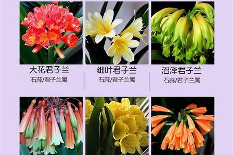 草缸中的水兰草喜强光吗？