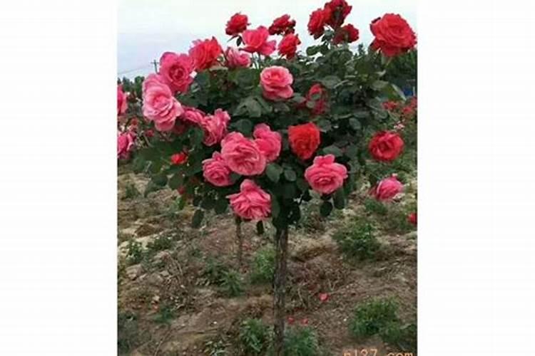 大葱栽培种植需要施啥肥料
