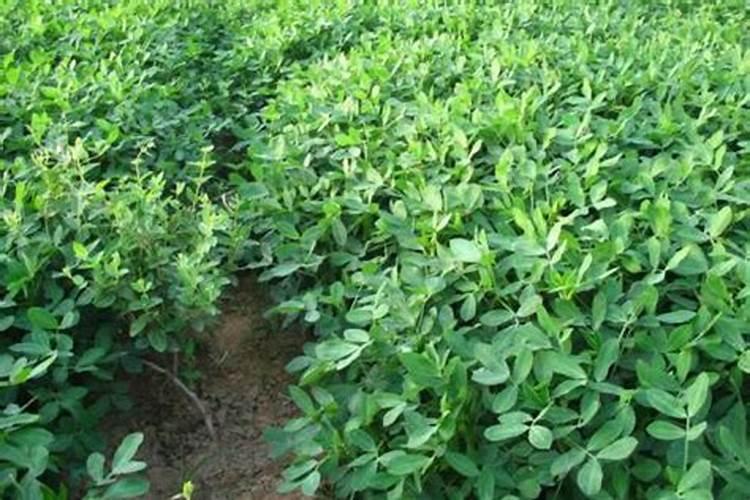 种植花生磷肥的正确方法