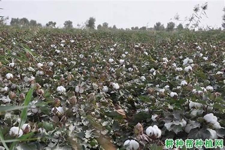 黄豆种子多久浇一次水