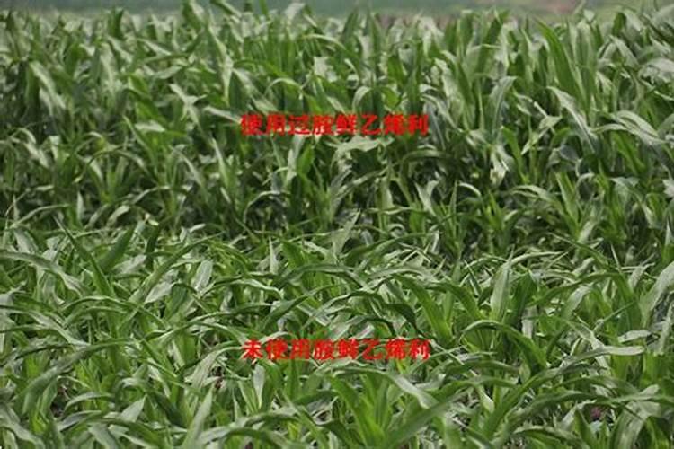硼肥是什么肥料怎样使用