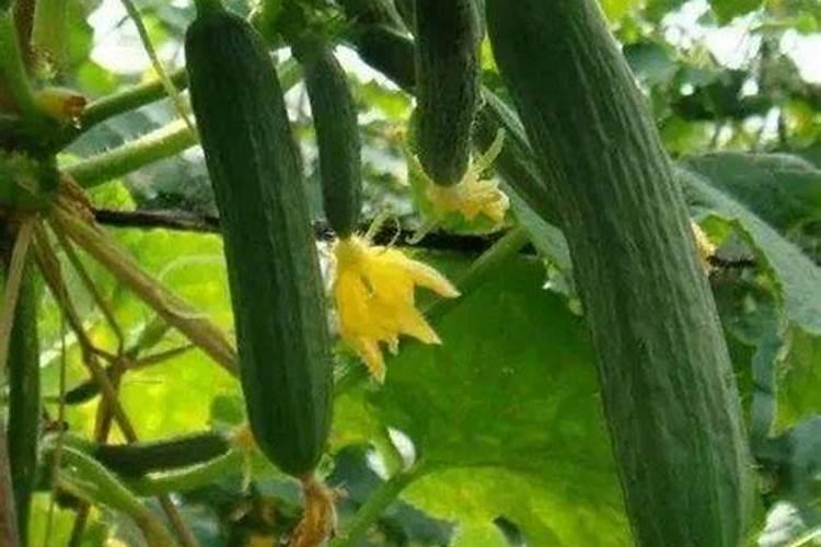 黄瓜施肥注意什么黄瓜怎么施肥