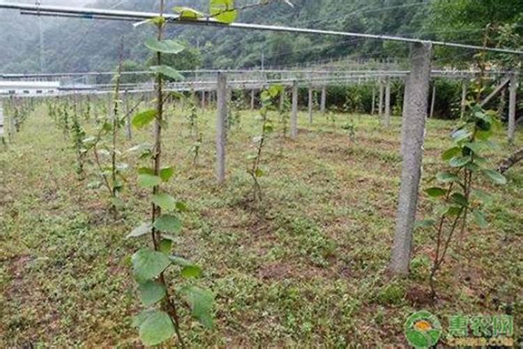 种果树用什么肥料好
