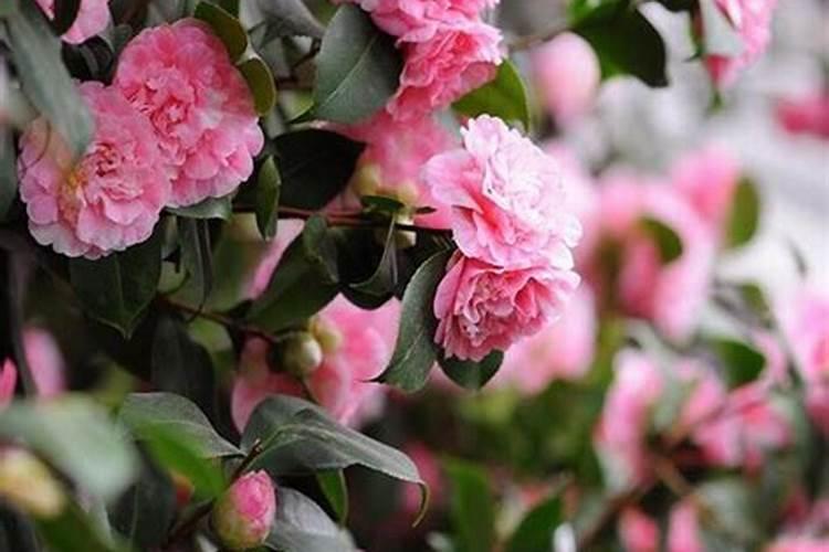 茶花打花苞时怎样施肥