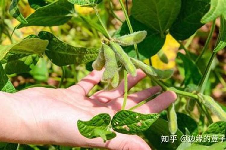 黄豆施肥方法 有以下四个方法
