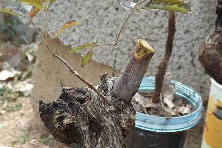 哪种肥料适合在柑橘开花时使用