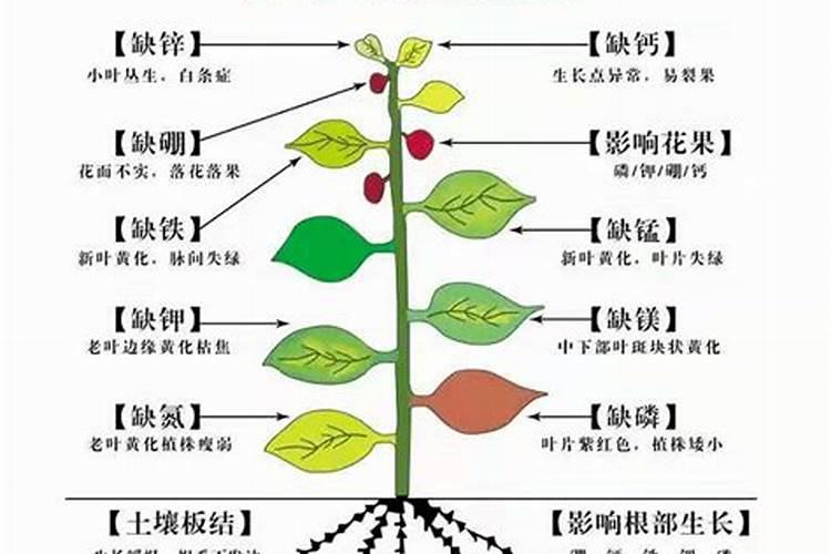 什么肥促进花芽分化;什么肥料能让根系快速生长