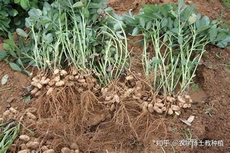 花生喷施钙肥最佳时间 什么时候使用合适