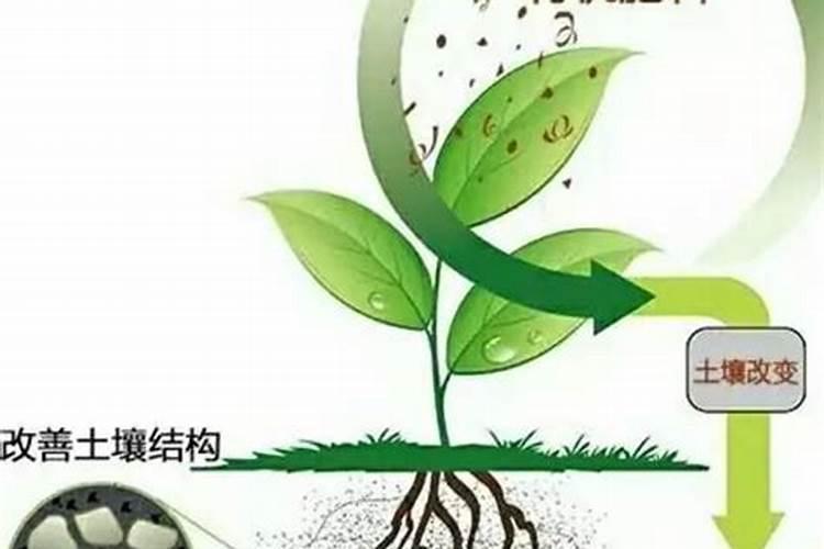 家庭种植蔬菜,只用有机肥不用化肥能否长好？许多人不知道!
