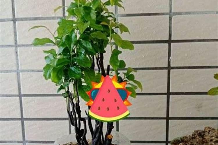 金弹子生桩的栽培和养护
