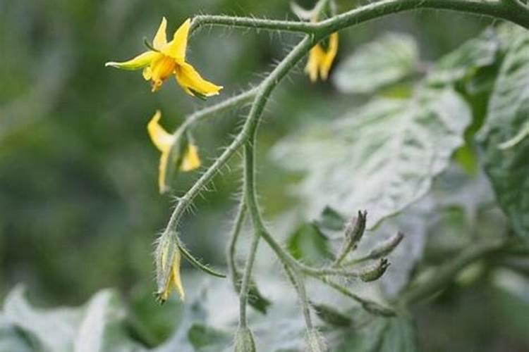 番茄开花后怎么管理
