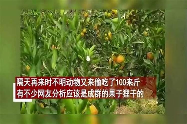 桔子树上开裂怎么治疗？