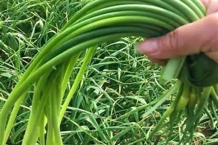 种红蒜要用叶面肥,种红蒜如何施叶面肥？