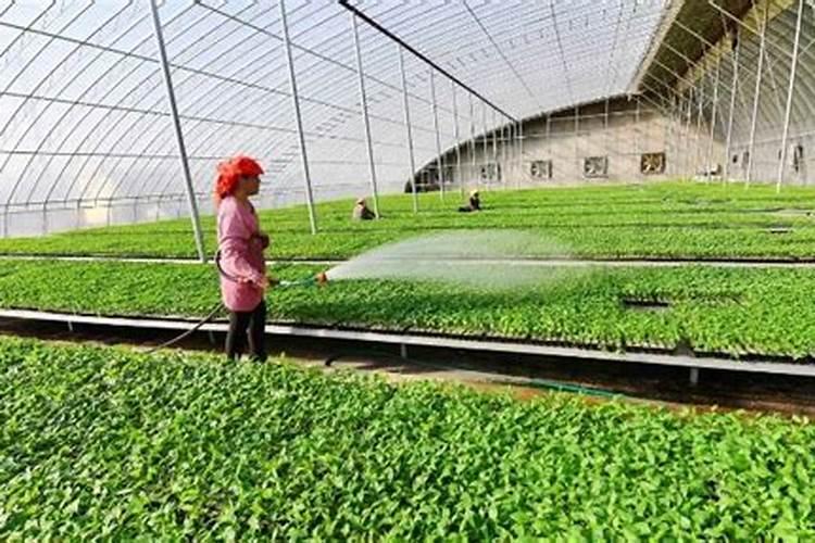 育的花菜白菜包菜苗出土后多少天可打点叶面肥？