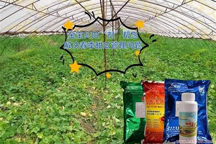 小麦拌种能用芸苔素吗