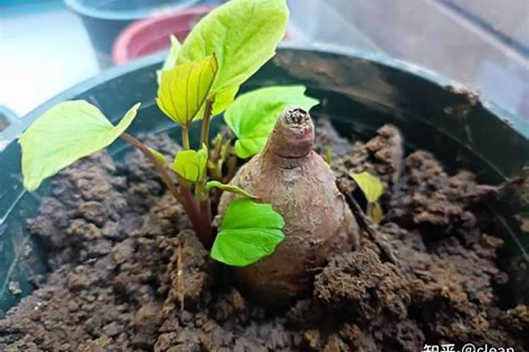 红薯最忌施什么肥？如何正确的给红薯施肥？