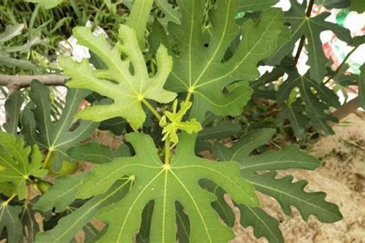 无花果施肥用什么肥料 无花果施肥的肥料介绍