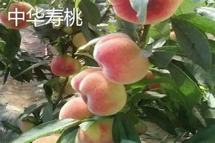 成熟期比较晚的桃树,什么时候追肥最合适？