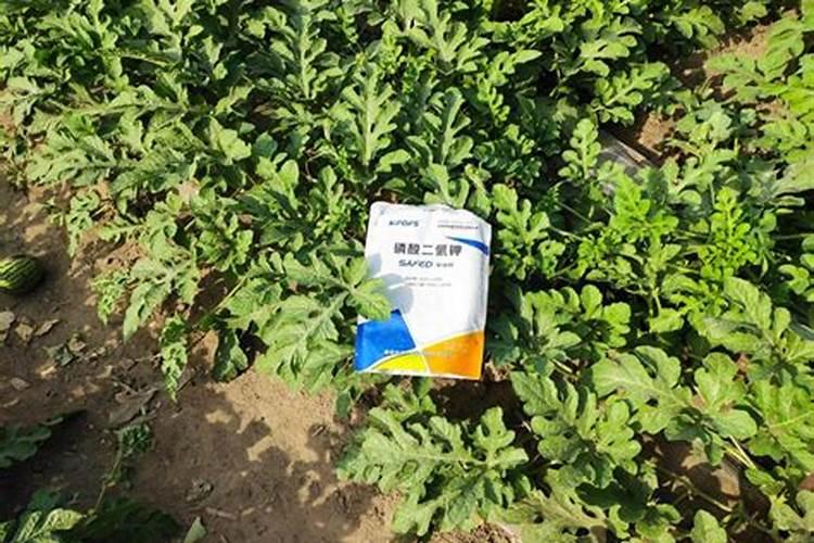 西瓜长果时追什么肥好