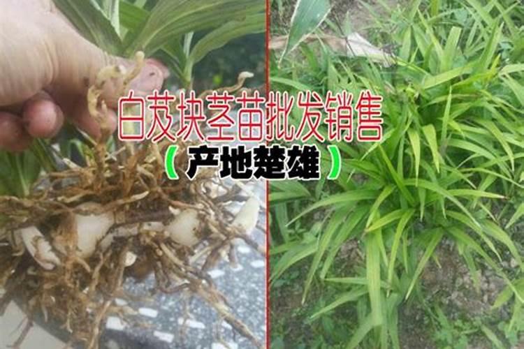 叶片增大增厚的叶面肥有哪些