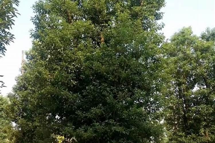 樟树种植方法是什么？有高手清楚吗？