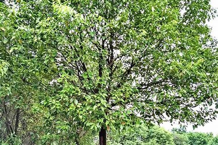 樟树枯萎怎么挽救