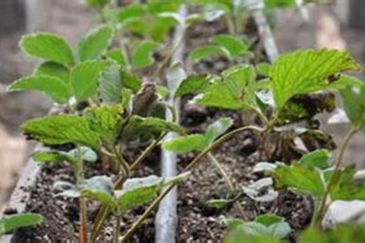 草莓施什么肥料果大