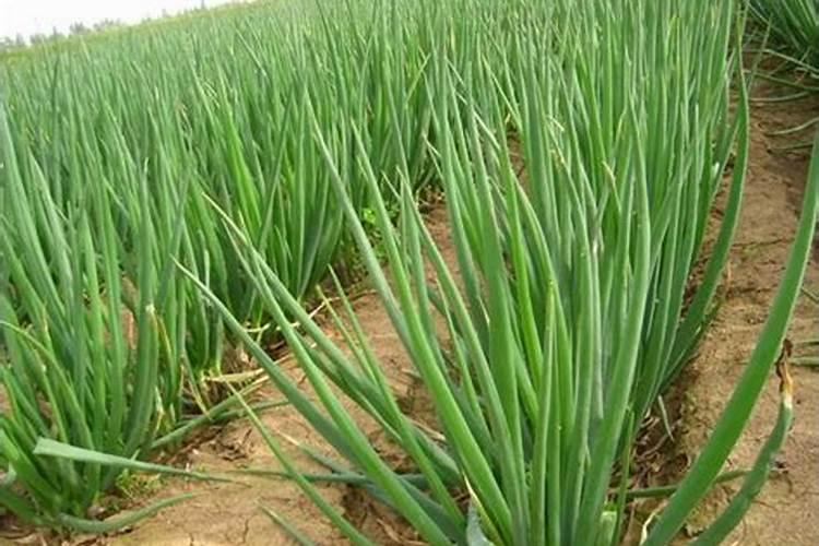 蒜苔施肥用什么肥料