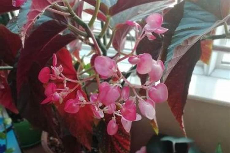 怎样给海棠施氮肥