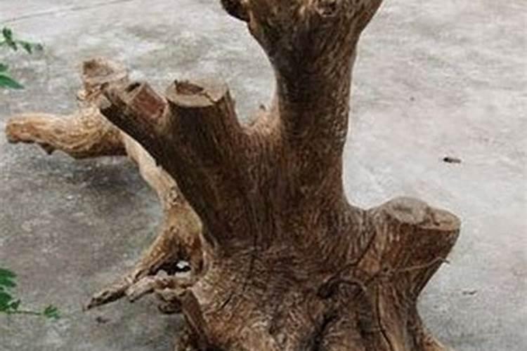 枣树开花结果初期施什么肥