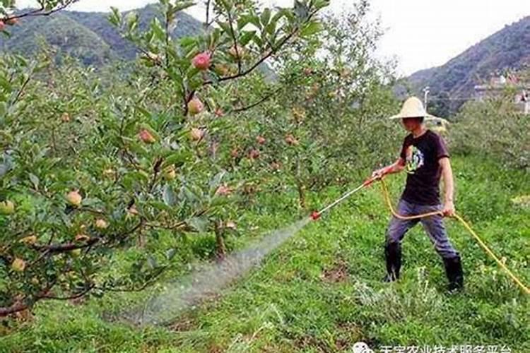 橘子树用什么肥好