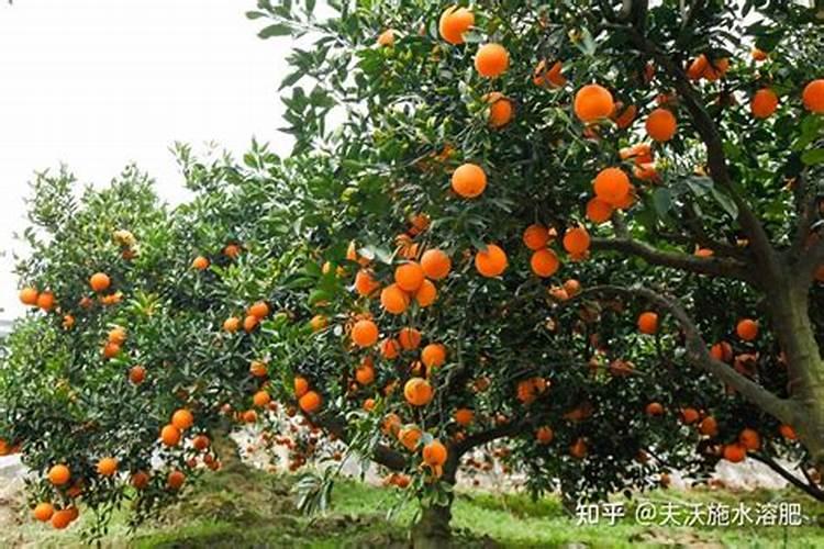 苹果用什么水溶肥好 主要是促进果树生长