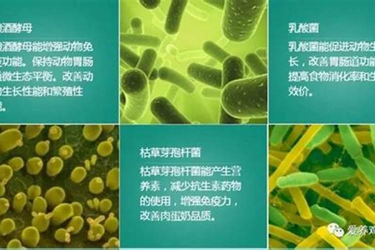 鱼蛋白肥料制作方法,附使用方法和注意事项