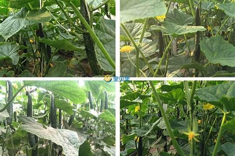 种植黄瓜施什么肥,可以让黄瓜变得脆甜？有推荐的吗？