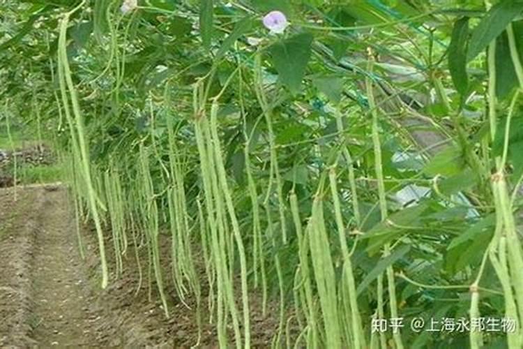 想要大面积种植豆角,豆角的水肥管理技术要点有哪些？
