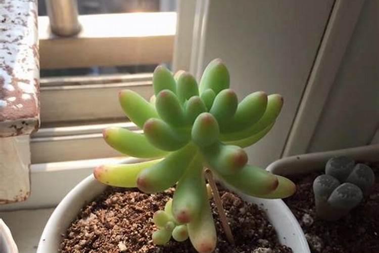 怎么种植多肉植物