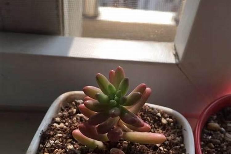 花卉施肥老出问题,有没有详细的施肥教程和指导？