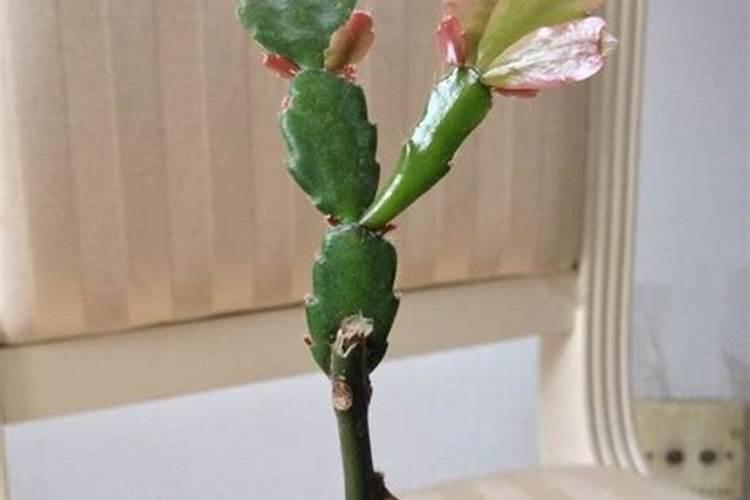 蟹爪兰嫁接后夏天怎么养护