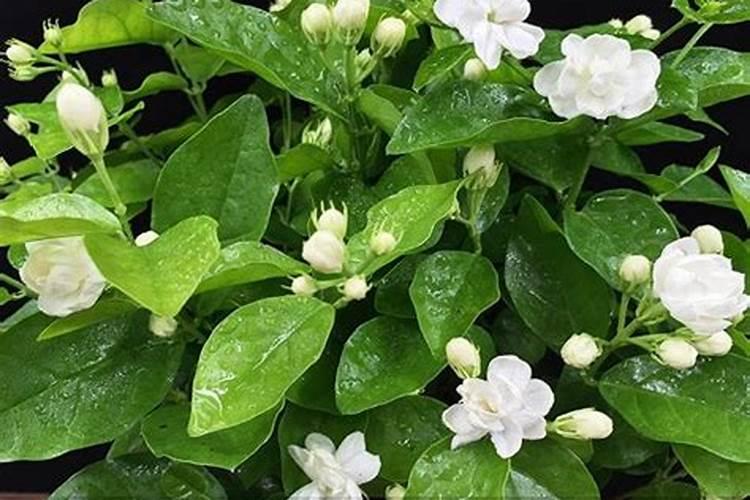 茉莉花什么时候施肥 茉莉花怎么施肥