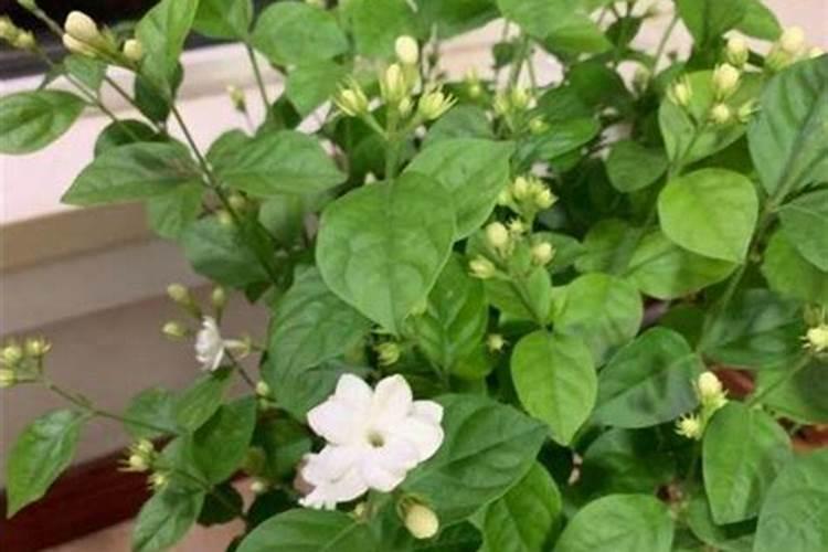 茉莉花施肥什么时间最合适