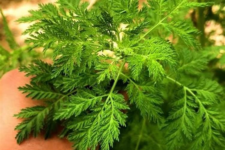 “万能药”芸苔素内酯为什么火了这么多年？