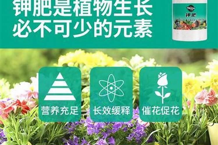 冬枣花期打什么农药？