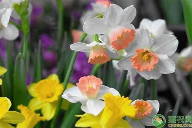 花生用什么叶面肥好 附种植方法