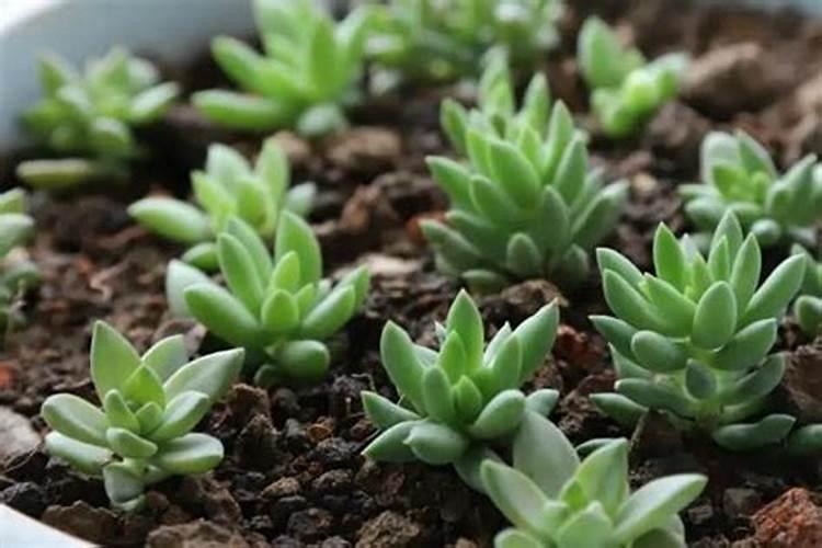 多肉植物移栽土里要施肥吗？