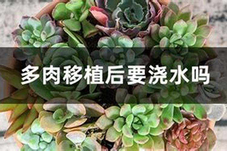 多肉换盆加什么底肥(给多肉换盆时,千万不能犯这几个错误!否则就烂根了...